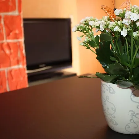 San Проживание в семье *